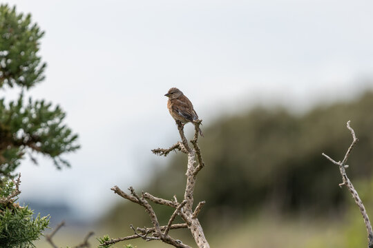 Linnet perched on a dead twig