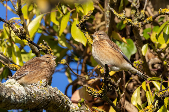 Two linnets perched in a tree