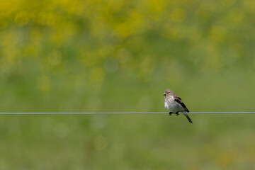 Obraz premium Linnet on a wire against a flowering field