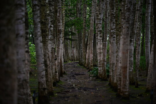 雨の日の白樺の林