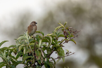 Obraz premium Linnet perched on buddleia