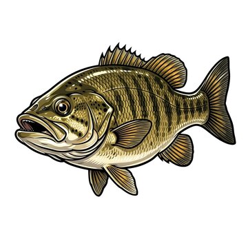 Smallmouth Bass, Vector Illustration, Isolated on White Background
