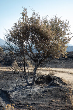 Devastating aftermath of a summer wildfire in Sierra Oeste de Madrid near Avila, Spain. A partially burnt tree stands beside a dirt path with scorched black ground and mountains in the background.