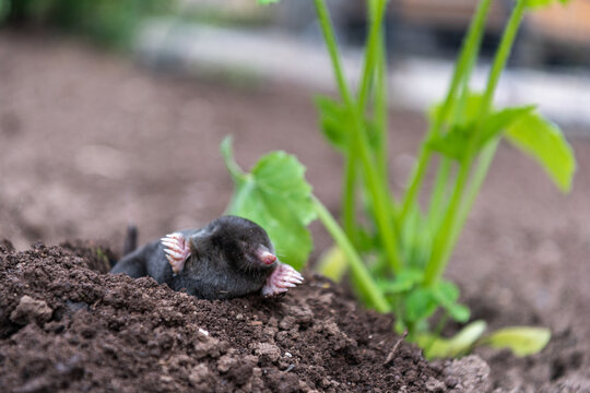 Close View of Mole on Fresh Molehill in Vegetable Garden