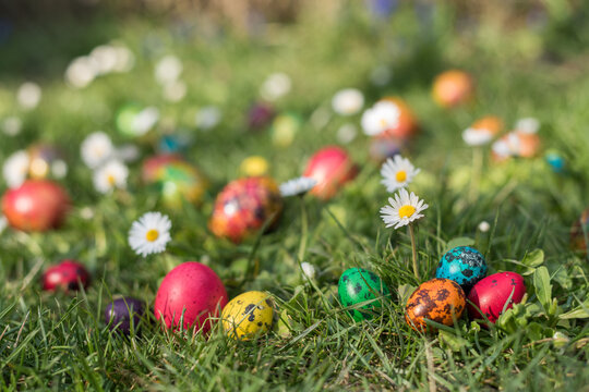 Colorful Painted Quail Eggs with Daisy on Green Grass