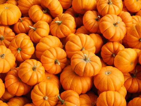Vibrant close up of many small orange pumpkins heaped together for seasonal fall autumn decorations