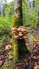 honey fungi in the forest © SuGak