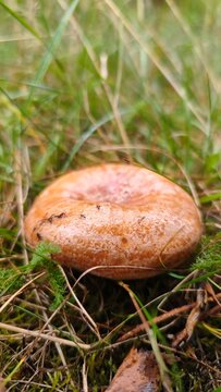 mushroom in the grass