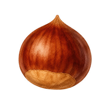 Watercolor illustration of a ripe hazelnut on white background