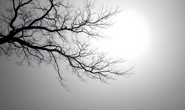 Silhouette of bare tree branches against a bright glowing sun in a hazy white winter atmosphere