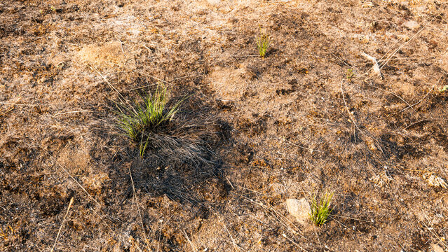 A close-up view of severely drought-affected ground, showing vast areas of parched brown soil and black scorched earth, with a few resilient green grass tufts