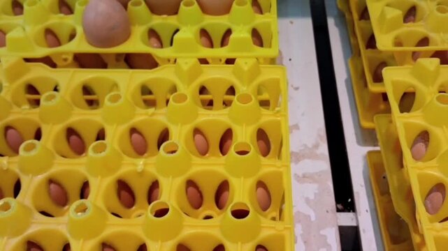 Brown Chicken Eggs in Yellow Plastic Trays for Poultry Farming and Food Production