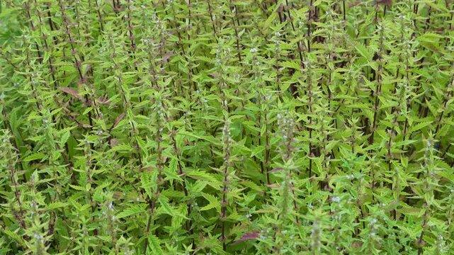 Lycopus europaeus with common names uncluding gypsywort, gipsywort, bugleweed, European bugleweed and water horehound is a flowering plant in the family Lamiaceae. 