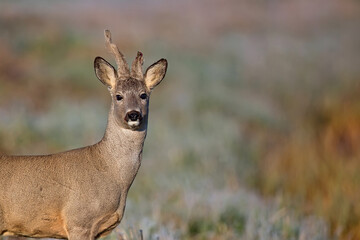 Buck deer in a clearing a portrait © Janusz