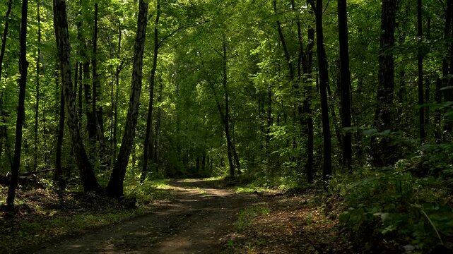 Peaceful Woodland Path Through Dense Green Forest