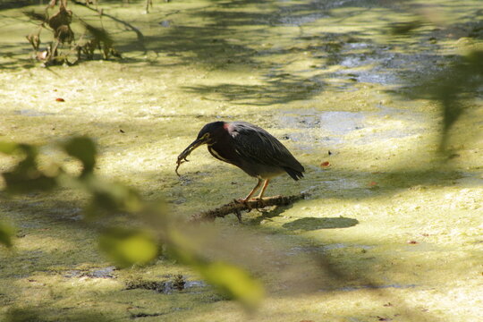 red billed stork