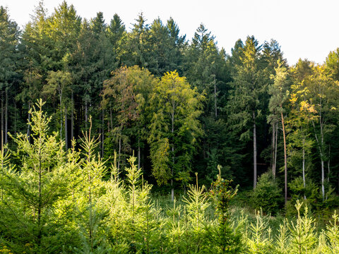 Wiederaufforstung nach Abholzung im Wald