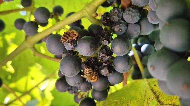 Honeybees feed on a cluster of ripe dark blue grapes of Baco Noir hanging on a vine. Bright sunlight filters through green leaves during autumn harvest season in a traditional vineyard