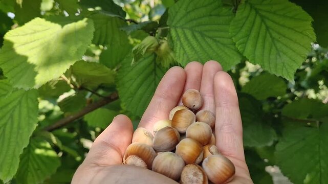 Person hand holds freshly harvested hazelnuts in an orchard, revealing raw green nuts growing on a leafy hazel tree branch under bright, warm sunlight during autumn harvest season