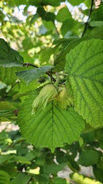 Person hand holds freshly harvested hazelnuts in an orchard, revealing raw green nuts growing on a leafy hazel tree branch under bright, warm sunlight during autumn harvest season