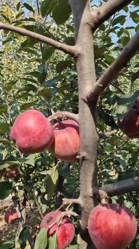 Ripe red apples hang on leafy tree branches in a sunny orchard. Bright autumn sunlight illuminates the fruit clusters and green foliage, capturing the natural beauty of the seasonal fruit harvest
