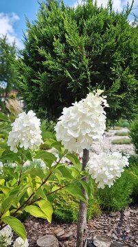 Large white panicled hydrangea blossoms bloom alongside a neatly shaped evergreen topiary tree in a garden. Bright summer sunlight accentuates the lush green foliage and vibrant botanical details