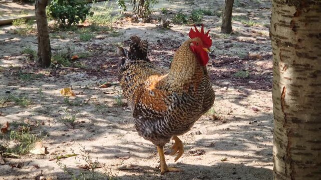 A large speckled rooster stands proudly outdoors under tree shade in an open garden. Featuring a vibrant red comb and wattles, the domestic bird looks free around a sunny farmyard