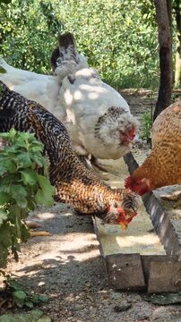 A group of diverse chickens peck at grain from a feeder trough in a shady farmyard. Set under lush green trees, the scene captures traditional free-range poultry feeding and authentic rural life