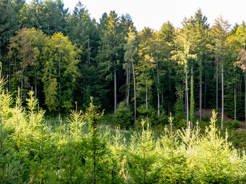 Wiederaufforstung nach Abholzung im Wald