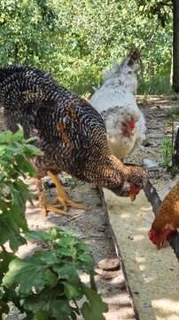 A group of diverse chickens peck at grain from a feeder trough in a shady farmyard. Set under lush green trees, the scene captures traditional free-range poultry feeding and authentic rural life