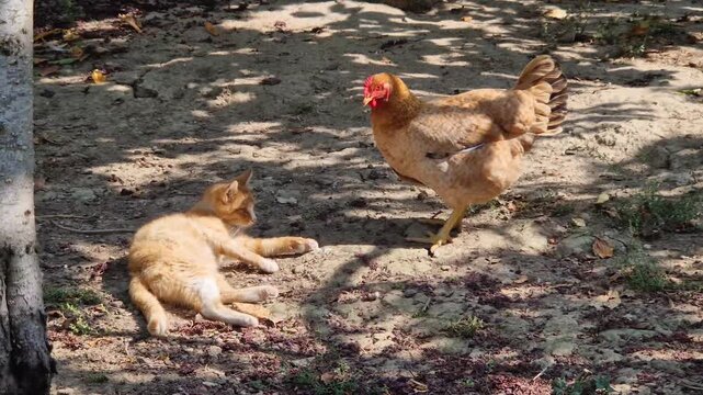 A playful ginger cat lies on the ground and reaches its paw toward a curious orange hen. A charming interaction between domestic farm animals in a sunny rural yard