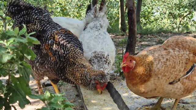 A group of diverse chickens peck at grain from a feeder trough in a shady farmyard. Set under lush green trees, the scene captures traditional free-range poultry feeding and authentic rural life