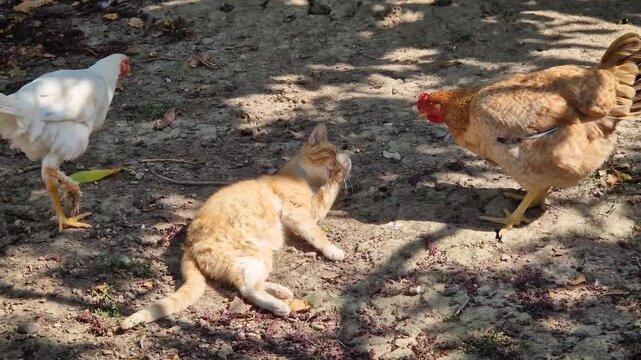 A playful ginger cat lies on the ground and reaches its paw toward a curious orange hen. A charming interaction between domestic farm animals in a sunny rural yard