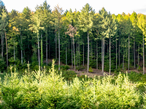 Wiederaufforstung nach Abholzung im Wald
