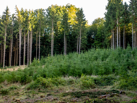 Wiederaufforstung nach Abholzung im Wald