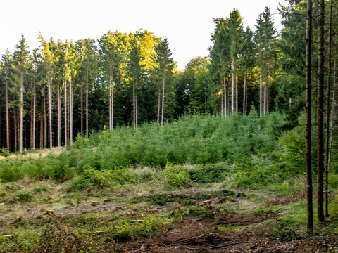Wiederaufforstung nach Abholzung im Wald