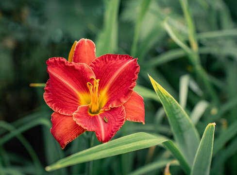 Red orange daylily flower blooming in summer garden
