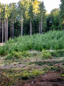 Wiederaufforstung nach Abholzung im Wald