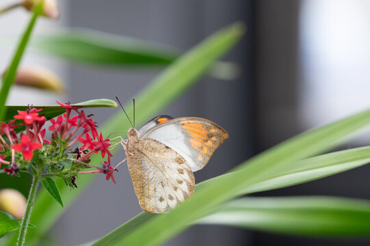 Close up of a Great Orange Tip butterfly resting on red pentas flowers with green leaves in soft natural light