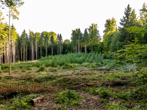 Wiederaufforstung nach Abholzung im Wald