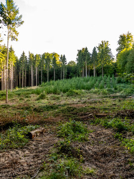 Wiederaufforstung nach Abholzung im Wald