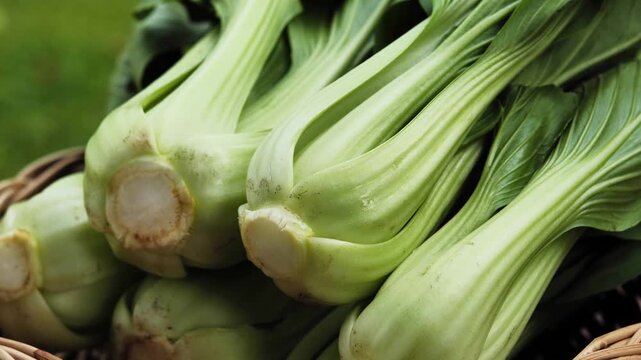 Fresh Bok Choy or Pak Choi(Chinese cabbage) in bamboo basket	