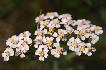 Gemeine Schafgarbe © cresslwood.de