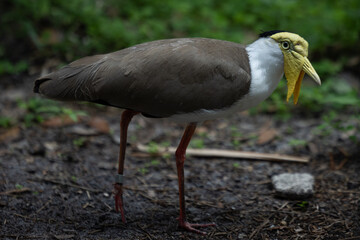 Masked Lapwing (Vanellus miles) in Captivity — Full Profile Portrait of Australian Wading Bird with Yellow Facial Wattles and Red Legs © Matthew Bydalek