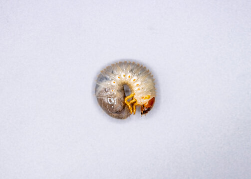 Detailed macro photos of a rhinoceros beetle larva (Xylotrupes australicus) isolated on a clean white studio background, showing its curled C-shape body and head for nature and biology stock.