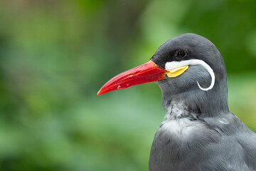 Inca Tern (Larosterna inca) in Captivity — Close-Up Profile Portrait of South American Seabird with Red Bill and White Plume © Matthew Bydalek