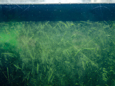 Close-up of heavily scratched and dirty aquarium glass covered with green algae and organic residue. Visible waterline and layered grime create an abstract underwater grunge texture with natural green