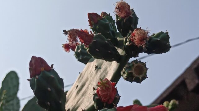 Nopalea cochenillifera cactus developing reddish flower or fruit buds on flat, fleshy green pads, showcasing natural growth, botanical details, and drought-tolerant plant characteristics.