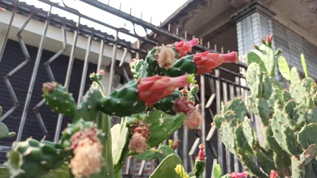 Nopalea cochenillifera cactus developing reddish flower or fruit buds on flat, fleshy green pads, showcasing natural growth, botanical details, and drought-tolerant plant characteristics.