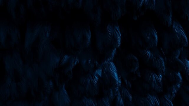 Dark blue feather texture fills a dark background under low light